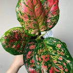 Aglaonema Spotted Star Dekoracyjne Liście