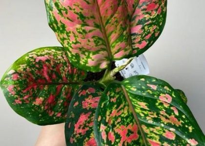 Aglaonema Spotted Star Dekoracyjne Liście