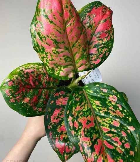 Aglaonema Spotted Star Dekoracyjne Liście