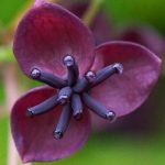 Akebia Quinata Czekoladowe Pnącze P9