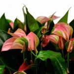 Anturium Joli Pink Anthurium P9