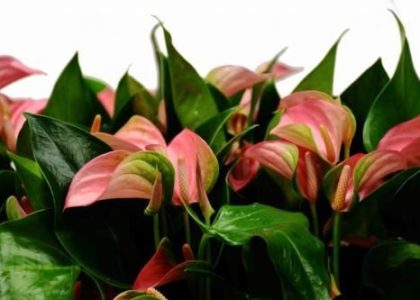 Anturium Joli Pink Anthurium P9