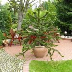 Araucaria Araukaria Małpka 60-80Cm 12L