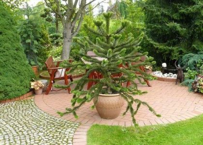 Araucaria Araukaria Małpka 60-80Cm 12L