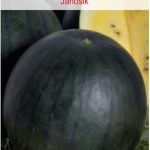 Arbuz Kawon Janosik Żółty W. Legutko