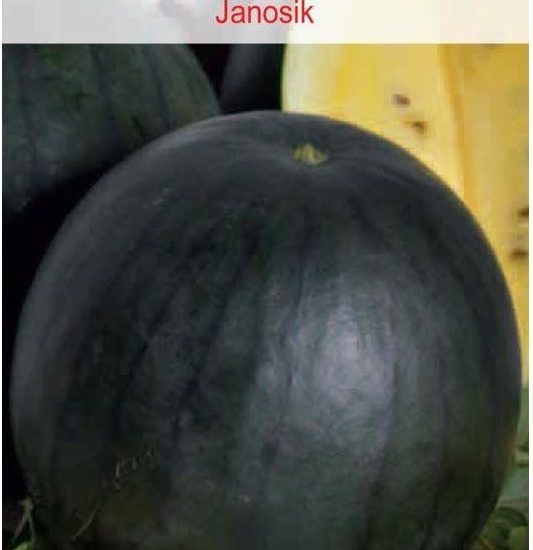 Arbuz Kawon Janosik Żółty W. Legutko