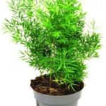 Asparagus Densiflorus Cwebe Szparag P12