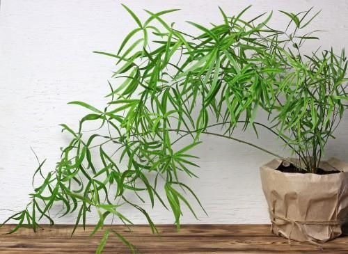 i-asparagus-falcatus-szparag-sierpowaty-p12 Asparagus Falcatus Szparag Sierpowaty P12