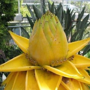 Bananowiec Musella Lasiocarpa Kwiat Lotosu C3