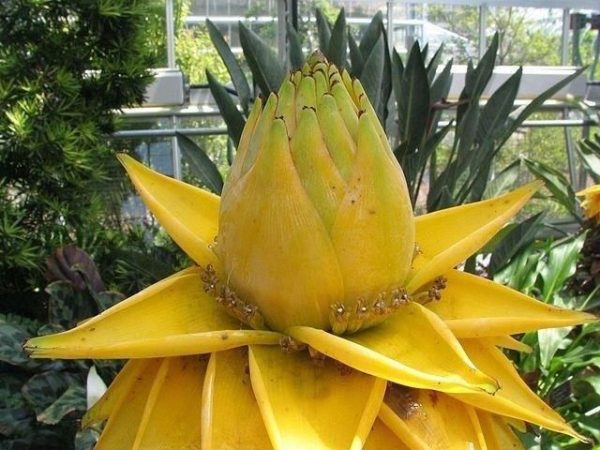 Bananowiec Musella Lasiocarpa Kwiat Lotosu C3