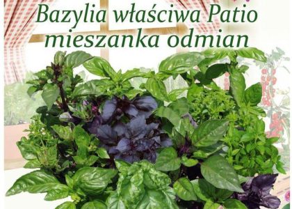 Bazylia Właściwa Patio Mieszanka Odmian Nasiona Tradycyjne 0.5g W. Legutko