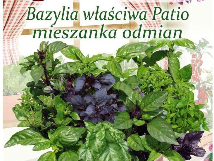Bazylia Właściwa Patio Mieszanka Odmian Nasiona Tradycyjne 0.5g W. Legutko