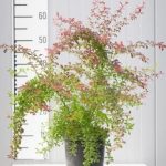 Berberys Thunberga Atropurpurea Nana Allplants