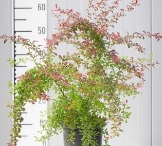 Berberys Thunberga Atropurpurea Nana Allplants