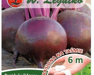Burak Ćwikłowy Czerwona Kula 2 Nasiona Na Taśmie 6m W. Legutko
