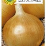 Cebula Sochaczewska Nasiona Pnos