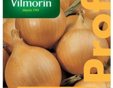 Cebula Złota Chico F1 Vilmorin