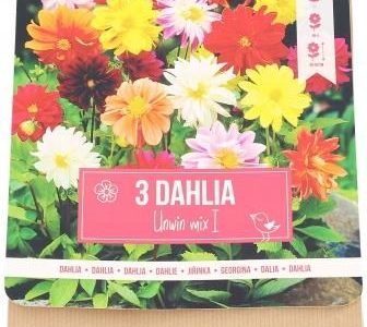 Cebulki Kwiatowe Dalia 3 Szt.