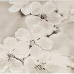 Cersanit Płytka Ścienna Gryfin Light Grey Flower 25X40 Gat.2