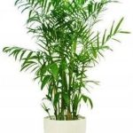 Chamaedorea Elegans Żywo Zielona Palma Rozmiar M