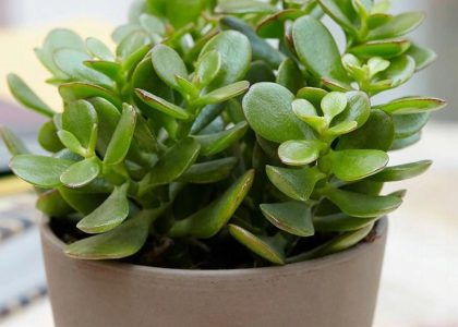 Crassula Ovata Grubosz Zielone Drzewko Szczęścia