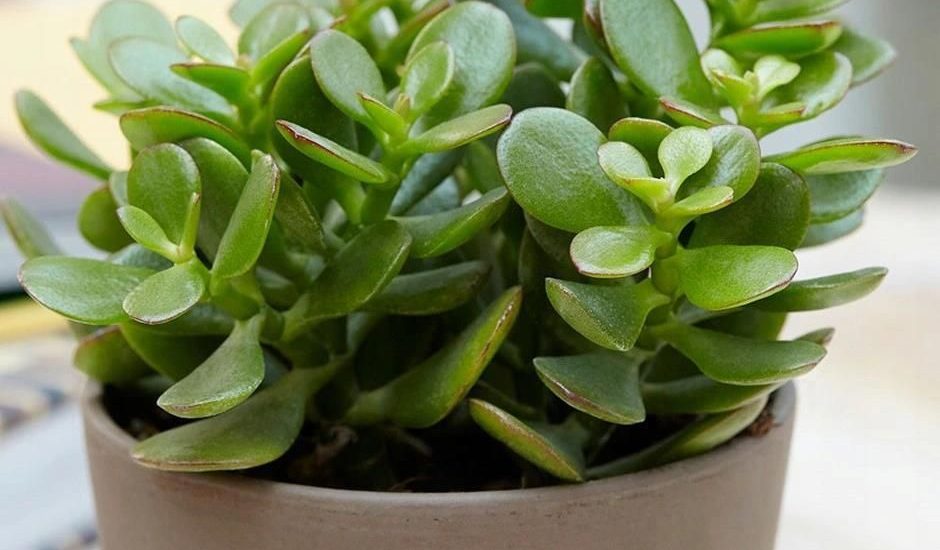 Crassula Ovata Grubosz Zielone Drzewko Szczęścia