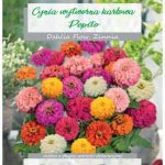 Cynia Wytworna Karłowa Pepito 0,5G