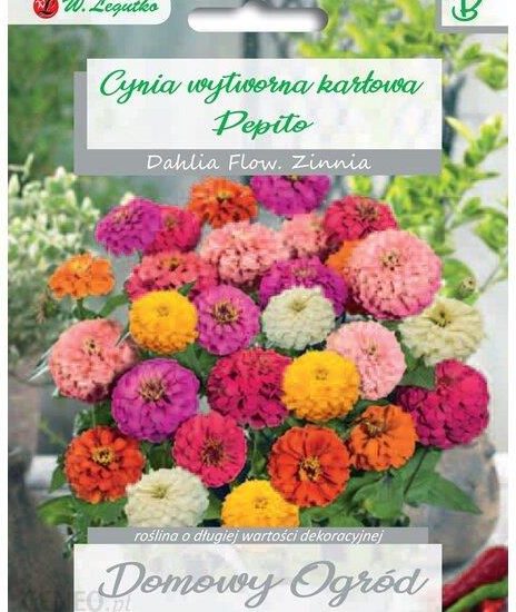 Cynia Wytworna Karłowa Pepito 0,5G