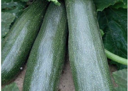 Dynia Zwyczajna Cukinia Astra Polk 2,00G