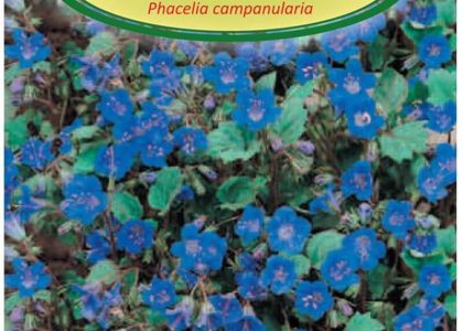 Facelia Dzwonkowa Ciemnoniebieska 0,5g