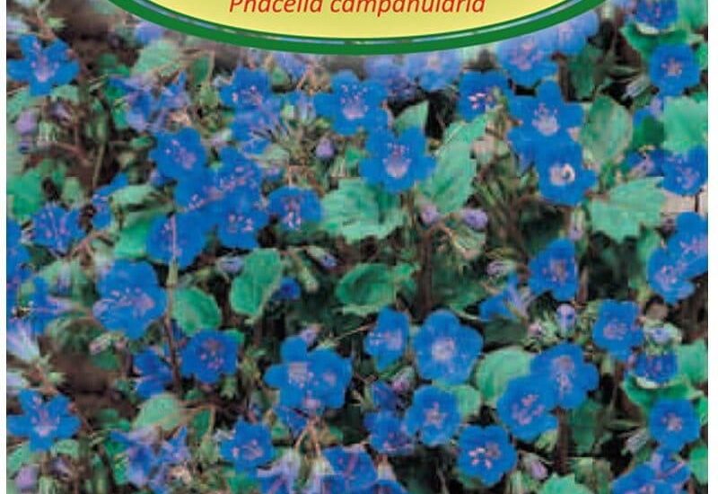 Facelia Dzwonkowa Ciemnoniebieska 0,5g