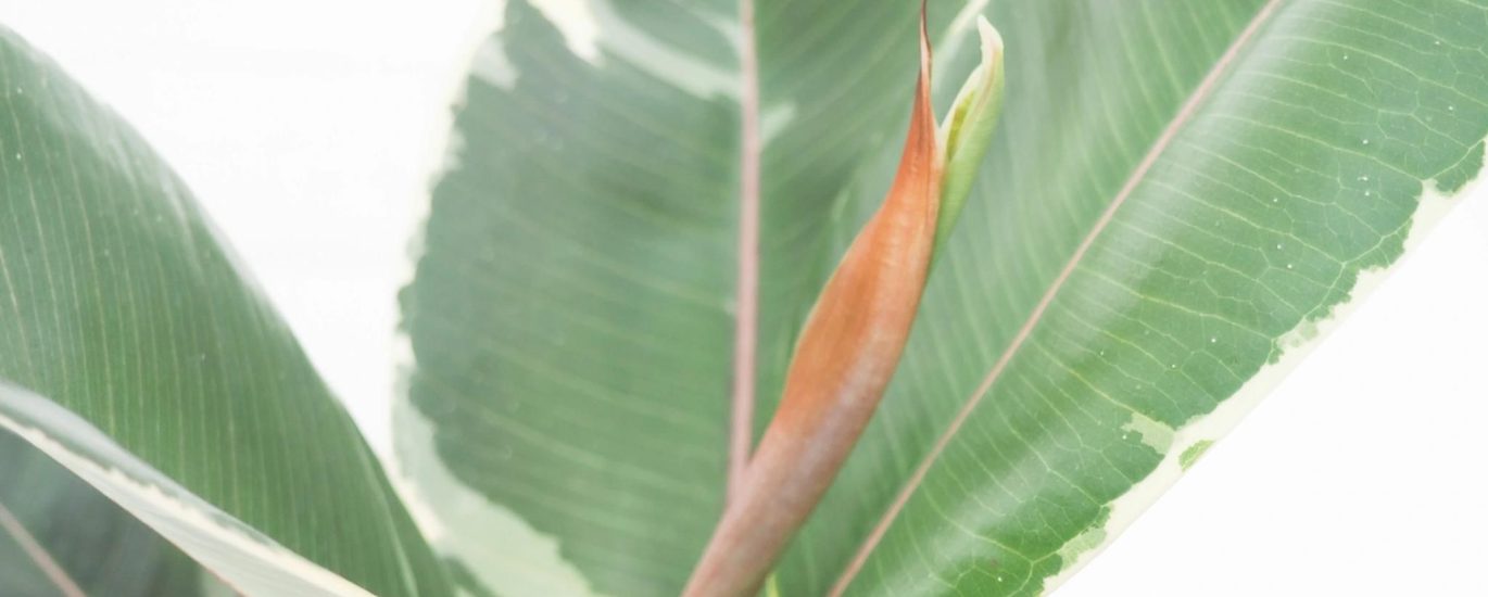 Ficus Elastica Tineke Figowiec Sprężysty 60cm