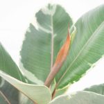 Ficus Elastica Tineke Figowiec Sprężysty 60cm
