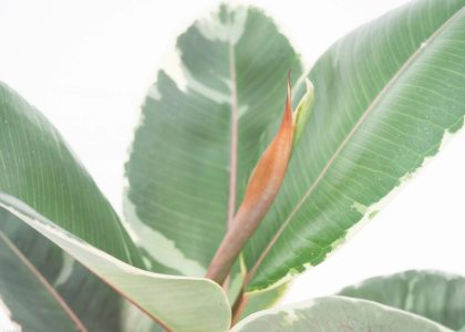Ficus Elastica Tineke Figowiec Sprężysty 60cm