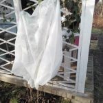 Flo Flo Kaptur Ochronny Dla Roślin 1,2×1,8M 89750 T89750