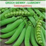 Groch Łuskowy Sześcio- Tygodniowy 50,00G