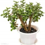 Grubosz Drzewko Szczęścia Crassula Ovata Minor