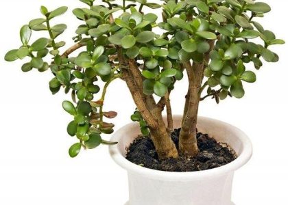Grubosz Drzewko Szczęścia Crassula Ovata Minor
