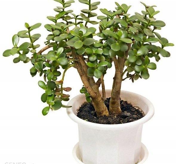 Grubosz Drzewko Szczęścia Crassula Ovata Minor