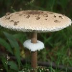 GRZYBNIA KANI GRZYBY W OGRODZIE CZUBAJKA KANIA 5L