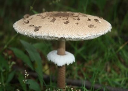 GRZYBNIA KANI GRZYBY W OGRODZIE CZUBAJKA KANIA 5L