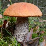 GRZYBNIA KOŹLARZ POMARAŃCZOWOŻÓŁTY