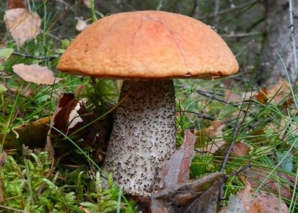 GRZYBNIA KOŹLARZ POMARAŃCZOWOŻÓŁTY
