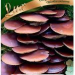 Grzybnia Opieńka Zmienna Na Kołkach 20 Nasion