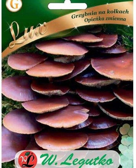 Grzybnia Opieńka Zmienna Na Kołkach 20 Nasion