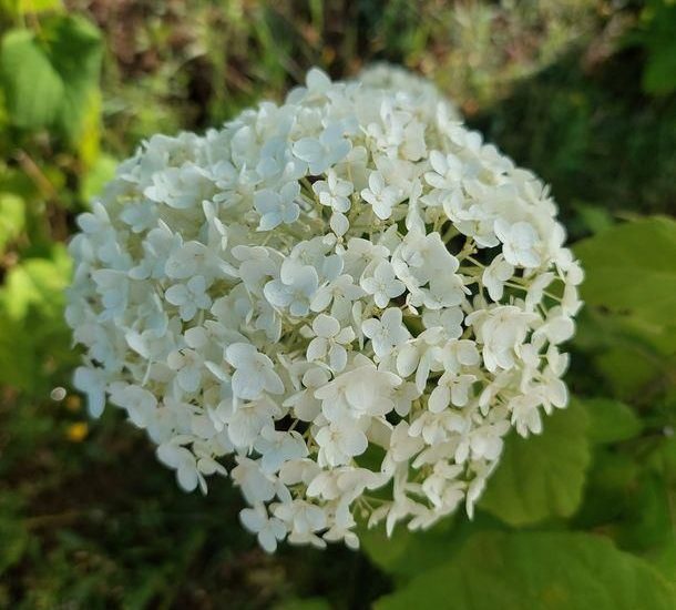 Hortensja Anabelle Drzewiasta 2l
