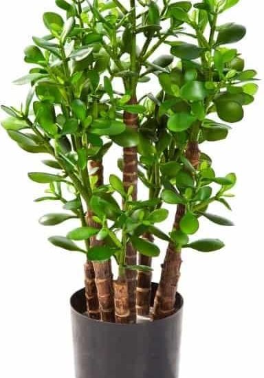 Hurtownia Roślin Sztucznych Grubosz Drzewko Szczęścia 60cm