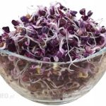 INNA RZODKIEWKA RED PURPLE NASIONA NA KIEŁKI 500G