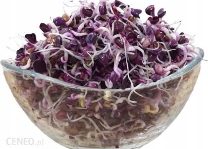 INNA RZODKIEWKA RED PURPLE NASIONA NA KIEŁKI 500G