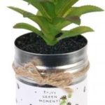 Intesi Kwiat W Puszce Aloes